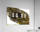 Racoon Acrylic Print