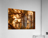 LEO Sunset Acrylic Print