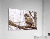 GHOwlet Acrylic Print