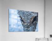 Deer Eye to Eye Acrylic Print