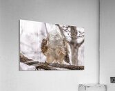 GHOwlet 2 Acrylic Print