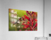 Hummer Acrylic Print