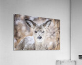 Cute Deer Acrylic Print