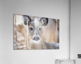 Cute Deer 2 Acrylic Print