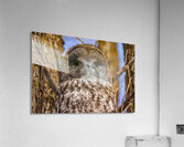 GGO 26 Acrylic Print