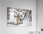 Funny Deer Acrylic Print