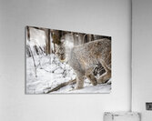 Lynx Acrylic Print