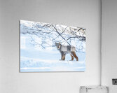 Lynx 2 Acrylic Print
