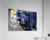 Black Bear Boss Acrylic Print