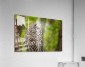 Barred Owl Acrylic Print