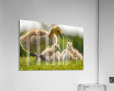 Goslings Acrylic Print