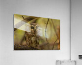 Saw Whet Owl 2 Acrylic Print