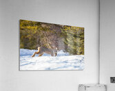 Lynx 3 Acrylic Print