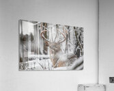 Buck Snowy Day Acrylic Print
