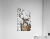 Big Buck Winter Acrylic Print