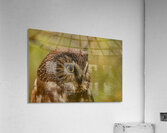 Saw Whet Owl 3 Acrylic Print