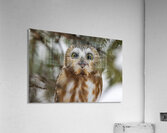 Saw Whet Owl 5 Acrylic Print