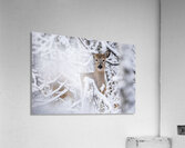 Deer Winter Wonder Acrylic Print