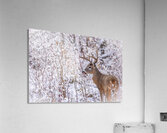 Buck Winter Day Acrylic Print