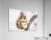 Red Squarel 2 Acrylic Print