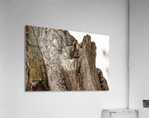 Screech Owl 4 Acrylic Print