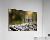 Green Heron Sunset Acrylic Print