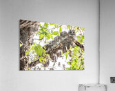 Screech 12 Eyes Acrylic Print