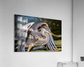Blue Heron 2 Acrylic Print