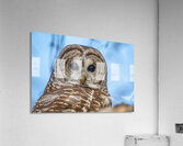 Barred Owl 3 Acrylic Print