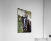 Horse Portrait Acrylic Print