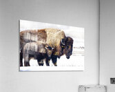 Bison Mom and Cub Acrylic Print