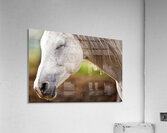 Horse Portrait 2 Acrylic Print