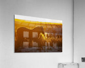 Horse Sunset Acrylic Print