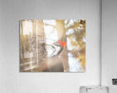 Pileated Woodpecker Acrylic Print