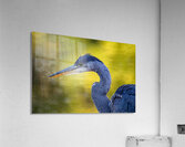 Blue Heron 4 Acrylic Print