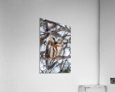 Saw Whet Owl 6 Acrylic Print