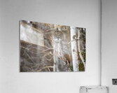 GGO 30 Acrylic Print