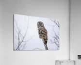 GGO 32 Acrylic Print