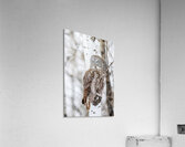 GGO 33 Acrylic Print