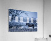 Horse Farm Acrylic Print