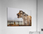 Horse Smile Acrylic Print