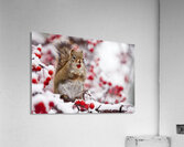 Red Squarel 3 Acrylic Print