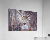 Buck Portrait 3 Acrylic Print