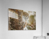Boreal Owl Picaboo Acrylic Print