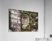 Boreal Owl 2 Acrylic Print