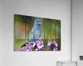 Indigo 2 Acrylic Print