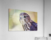 Coopers Hawk Acrylic Print
