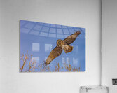 GGO 34 Acrylic Print