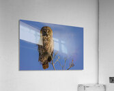 GGO 35 Acrylic Print