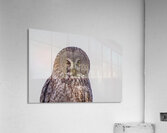 GGO 36 Acrylic Print